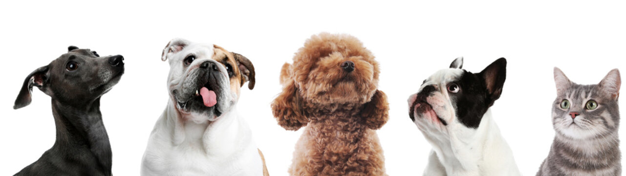 Row of diverse dogs and cat looking up