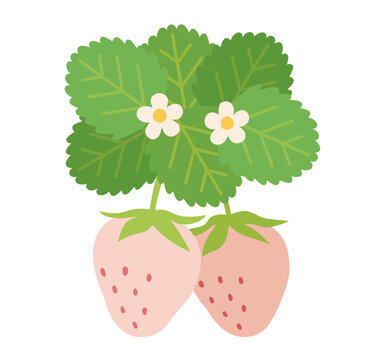 シンプルでかわいい白いイチゴのイラスト　花と葉っぱと白いちご