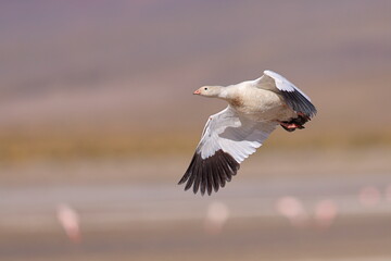 Andean goose, Chloephaga melanoptera, Laguna Vinto, Andes, Bolivia © Kamil