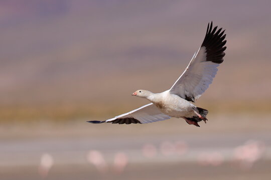 Andean goose, Chloephaga melanoptera, Laguna Vinto, Andes, Bolivia