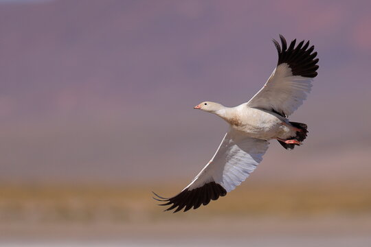 Andean goose, Chloephaga melanoptera, Laguna Vinto, Andes, Bolivia