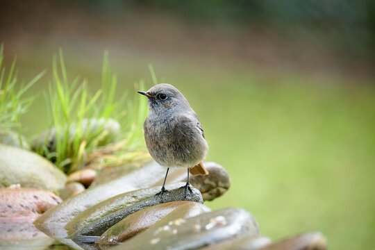 Black redstart - Phoenicurus ochruros, juvenile, standing on the stone of a bird watering hole. Czechia.
