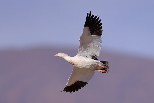 Andean goose, Chloephaga melanoptera, Laguna Vinto, Andes, Bolivia