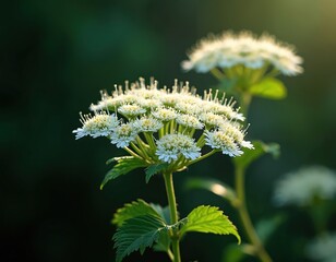 Fototapeta premium Small white and yellow forest flowers bloom on tall green stems. Delicate petals and pollen heads create an umbel shape. Soft sunlit background contrasts with dark foliage.