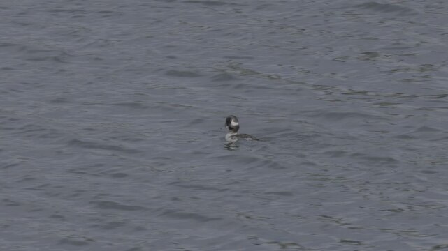 Bufflehead Duck Swimming Alone on Open Creek Water
