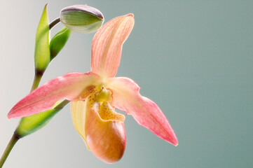 Phragmipedium Orchid Close-up © MARIA