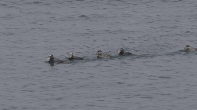 Surf Scoter Raft Swimming Together on Pacific Ocean