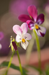 Obraz premium Viola Hip Hop Two Flowers and a Bud. Spring flowering border plants in bloom. Pansies