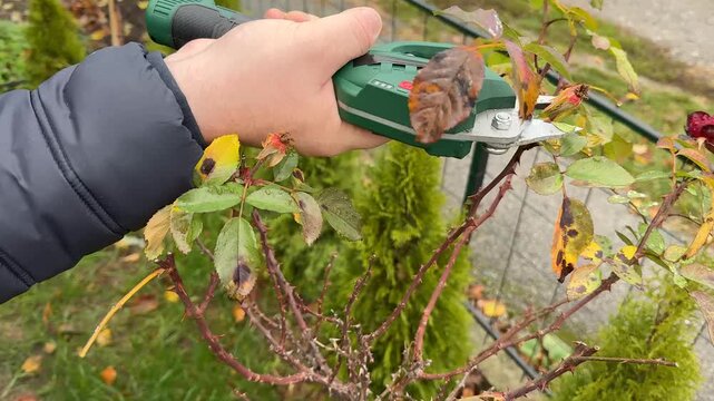 Close view of hands using electric pruning shears to trim rose branches in a garden, practical outdoor maintenance with calm focused mood, autumn leaves and shrubs in background