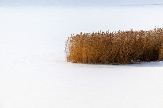Minimalistische Aufnahme von Schilf am Ufer eines zugefrorenen See