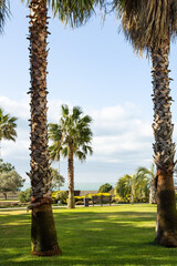 Obraz premium A picturesque landscape of a Sochi city park in winter, framed by two large textured palm trunks in the foreground. Features a grassy lawn, palm trees, and a wooden bench overlooking the distant sea.