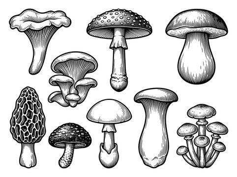 Mushroom collection: chanterelle, fly agaric, porcini, and morel, detailed botanical engraving line art