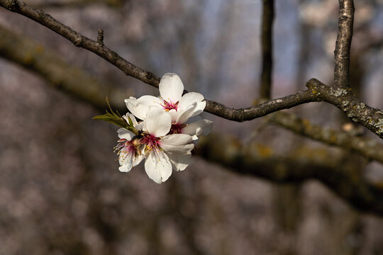 Almond tree (Prunus dulcis) blossoming spring bokeh background