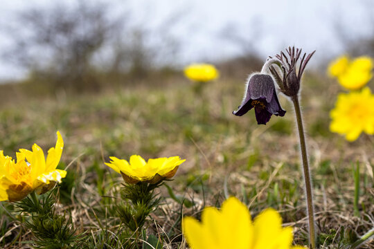 Small pasque flower (Pulsatilla pratensis) close-up blooming with yellow pheasant's eyes (Adonis vernalis) on a spring meadow