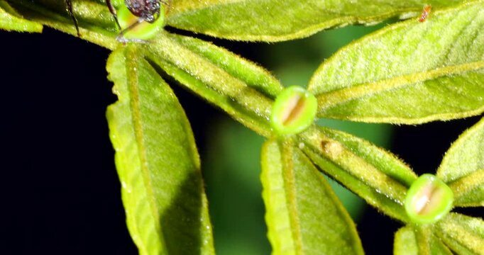 A small ant seeking nectar produced by an extra floral nectary on the leaf of an Inga tree. In the rainforest understory, Napo province, Ecuador