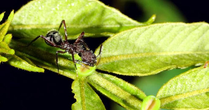 A small ant seeking nectar produced by an extra floral nectary on the leaf of an Inga tree. In the rainforest understory, Napo province, Ecuador