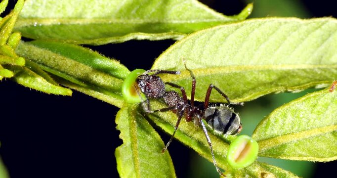 A small ant seeking nectar produced by an extra floral nectary on the leaf of an Inga tree. In the rainforest understory, Napo province, Ecuador