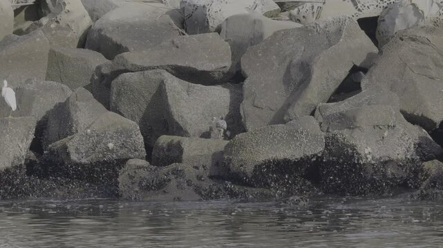 Yellow-crowned Night Heron Foraging on Rocky Jetty With Egret