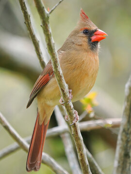 A Close-up Image of a Female Cardinal Perched in a Tree