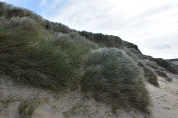 Long Grasses Growing in the Dunes on a Beach © dejavudesigns