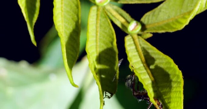 Small ant hiding under a leaf of the tree Inga sp. with extra floral nectaries. In the rainforest understory, Napo province, Ecuador