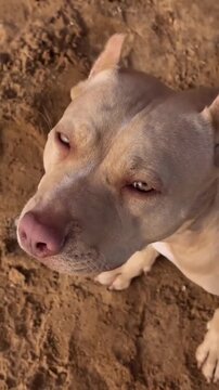 Two muscular  Bully dogs standing on sand, intense eye contact, portrait view