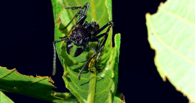 A bullet ant (Paraponera clavata) on a leaf with smaller ants running by. This huge ant has a very powerful sting. In rainforest, Orellana province, Ecuador