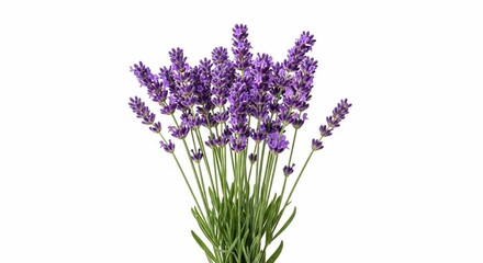 Obraz premium A Bunch of Fresh Lavender Stems with Green Leaves.
