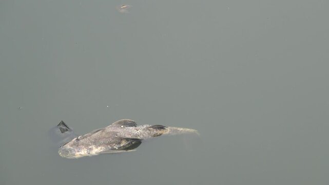 Dead fish in the pond, carp. Vietnamese fish farming