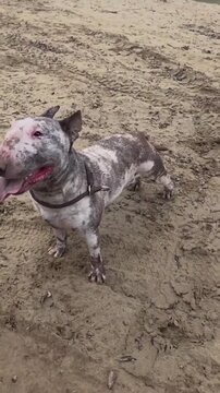 Happy Muddy Bull Terrier Dog Playing in the Sand and Dirt Outdoors