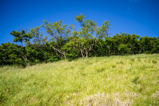 Green and Yellow Trees and Bushes on a Grassy Hillside .