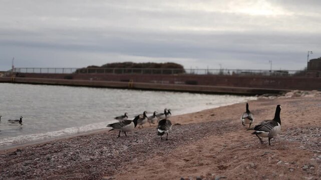 barnacle geese near waterline urban wildlife concept coexistence of animals and city peaceful nordic lifestyle