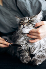 Maine coon cat receiving a professional grooming session, hands combing its long fur, focusing on...