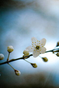 Cherry Blossoms in Full Bloom - macro with bokeh