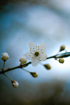 Cherry Blossoms in Full Bloom - macro with bokeh