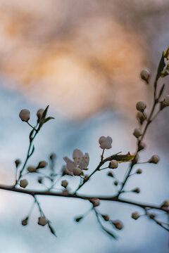 Cherry Blossoms in Full Bloom - macro with bokeh