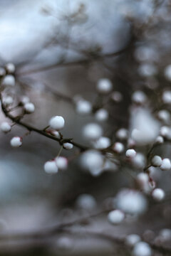 Cherry Blossoms in Full Bloom - macro with bokeh
