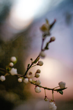 Cherry Blossoms in Full Bloom - macro with bokeh