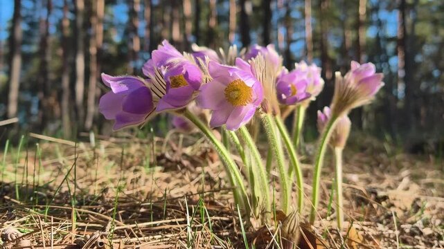 Beautiful purple flowers in forest. Pulsatilla patens pasque flower or prairie crocus. Pulsatilla patens is a species of flowering plant in the family Ranunculaceae. Flower is listed in the Red Book