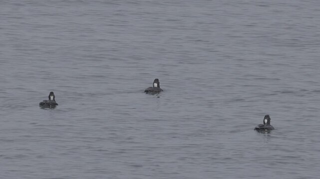 Surf Scoters Diving and Swimming on Open Ocean
