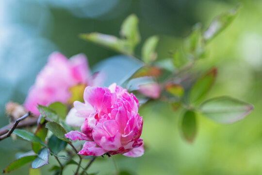 Rosier grimpant