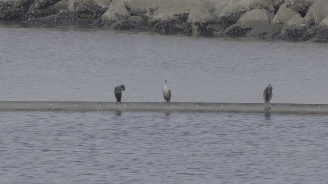 Three Double-Crested Cormorants Perched on Concrete Weir