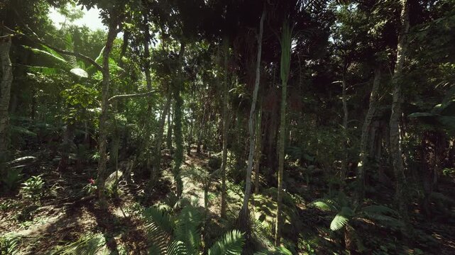 overgrown jungle route for survival training, tangled vines and exposed roots forming obstacles, muddy passage, team navigation practice, ropework drills,