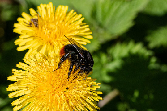 Red tailed bumblebee, Bombus lapidarius, collecting pollen from early spring wild flowers, vibrant yellow dandelions, Hertfordshire, UK