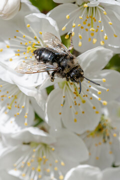 Solitary Common Mourning Bee, melecta albifrons, collecting pollen from cherry tree blossom. These bees emerge from nests where over winter, they have eaten the larva and pollen from other bee species