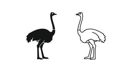 Obraz premium Ostrich Vs Emu Flightless Bird Comparison Guide Vector