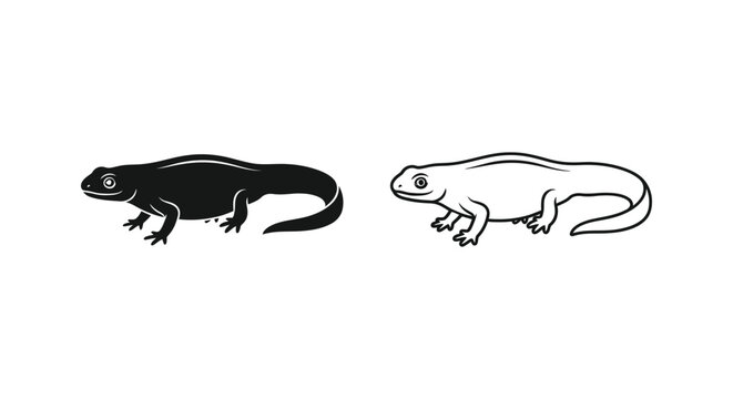 Salamander vs Newt Amphibian Comparison Guide Vector