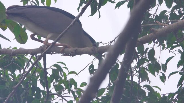 A colony of night heron (Nycticorax nycticorax) on the shore of the South China Sea. Monsoon season, January, Year-round breeding of birds in the tropics. Young mostly