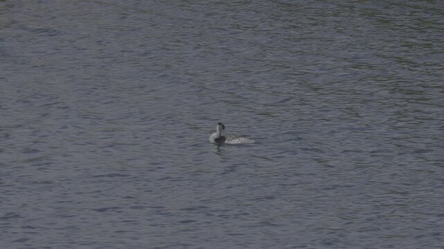 Extended Clip of Clark's Grebe Swimming and Diving