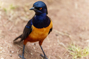 Fototapeta premium Close-up of a vibrant Hildebrandt's Starling on the ground in its natural habitat